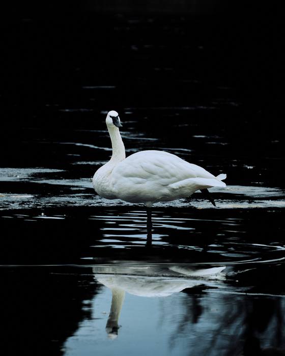 Trumpeter Swan Reflection