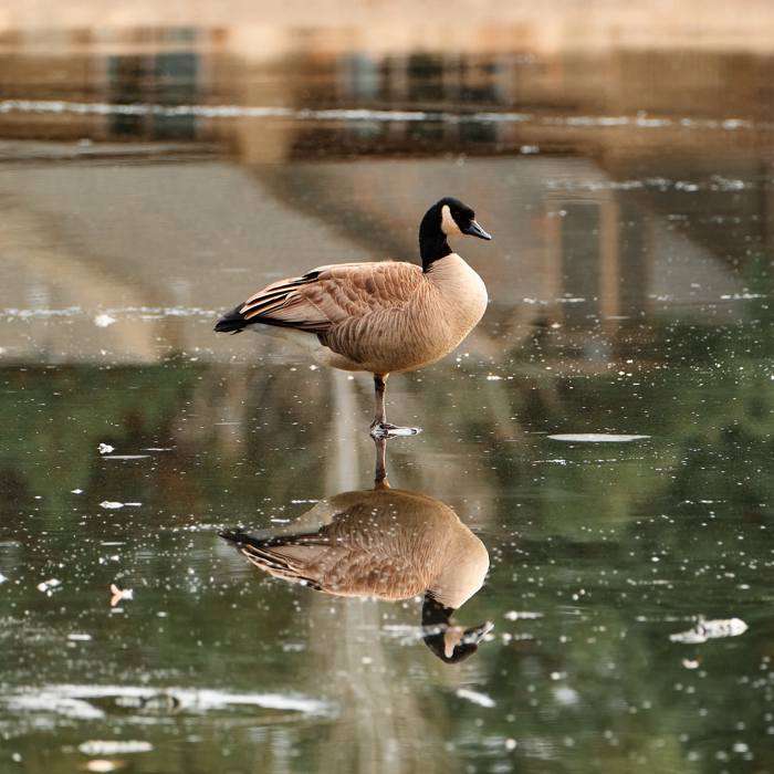 Canada Geese Reflection