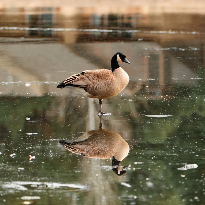 Canada Geese Reflection