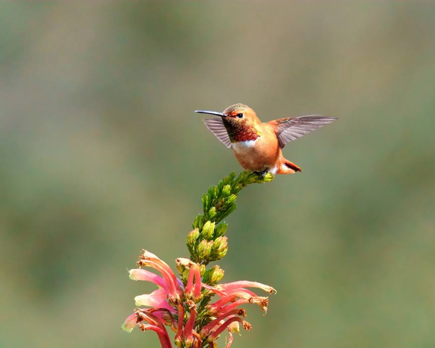 Allan's Hummingbird