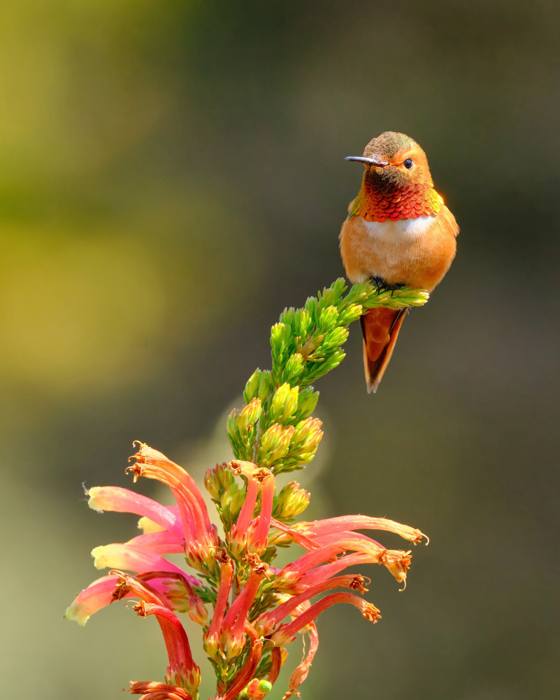 Allan's Hummingbird