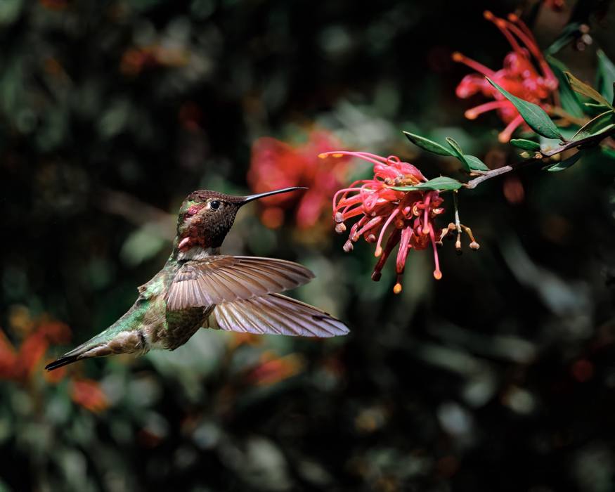 Anna's Hummingbird Mid-Flight