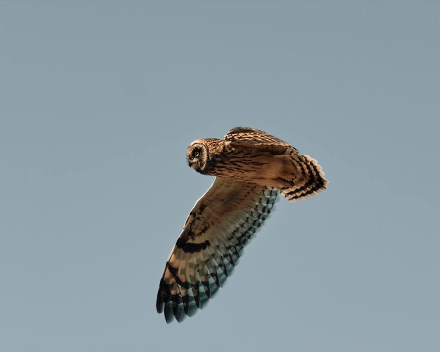 Hawaiian Short-Eared Owl